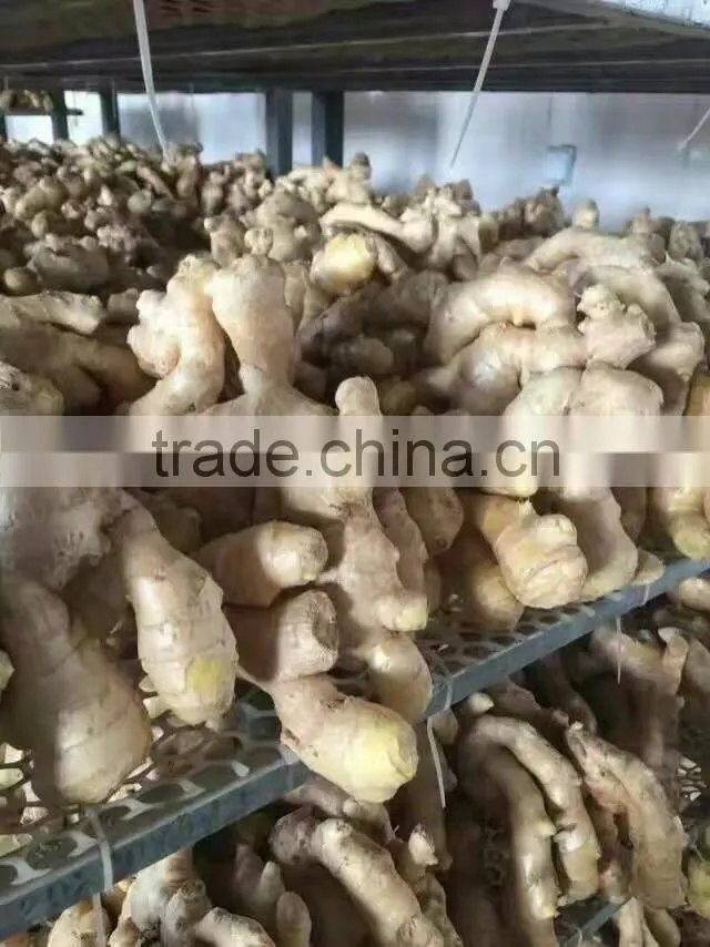 wholesale high quality Chinese fresh ginger
