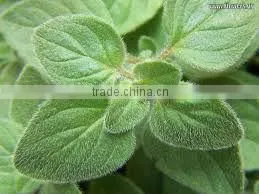 Pure Oregano Oil