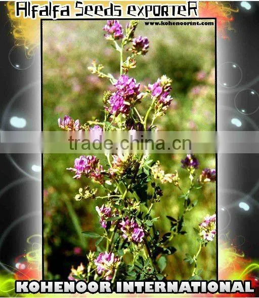 Alfalfa Seeds