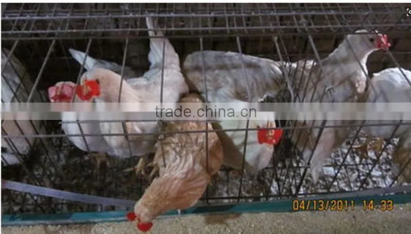 chick glasses poultry glasses middle size protecting glasses large size