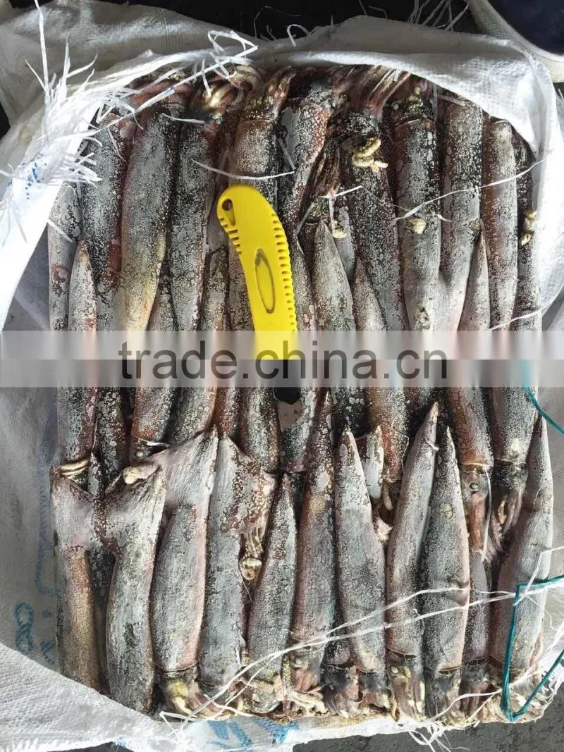 Frozen illex squid as live bait for tuna fishing