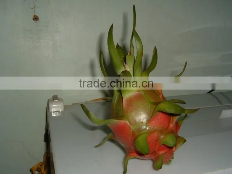 Dragon Fruit White Flesh Vietnam