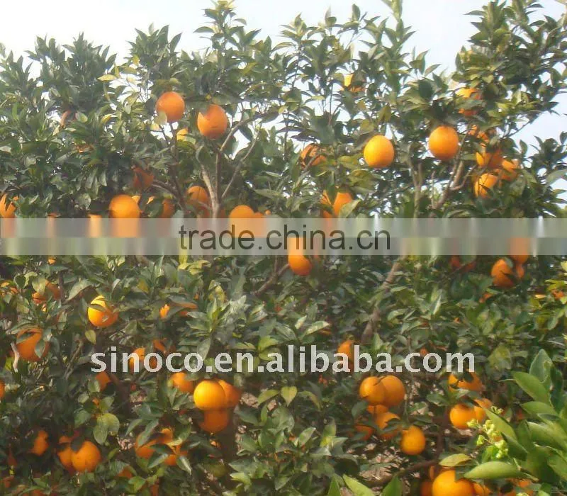 Hot Sale Navel Orange