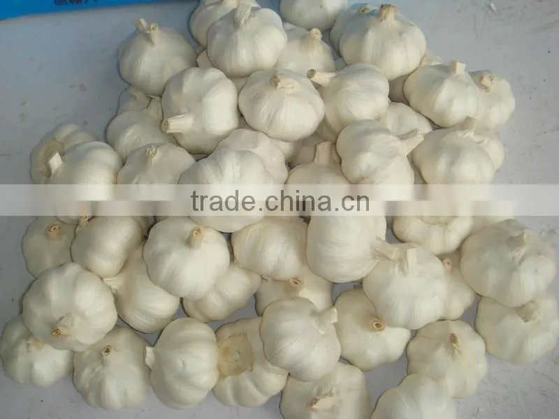 fresh garlic for the international market