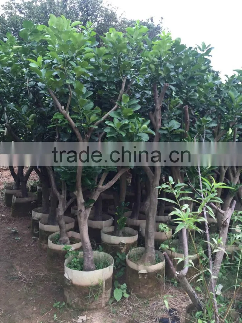 pomelo fruit tree