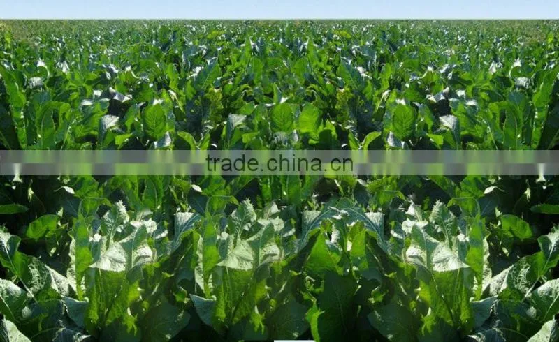 factory directly sale spicy horseradish powder