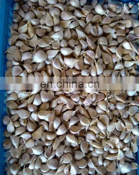 Practical and affordable no damage garlic processing equipment for sale
