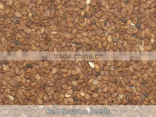 PREMIUM QUALITY INDIAN SESAME SEEDS