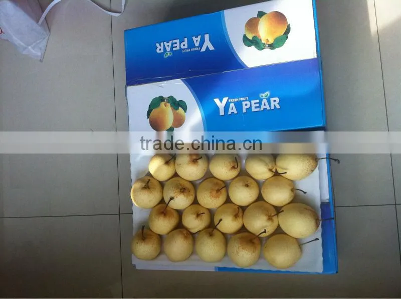 Ya pear New crop fresh pear wholsale