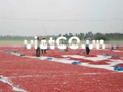 Good quality dry red chili