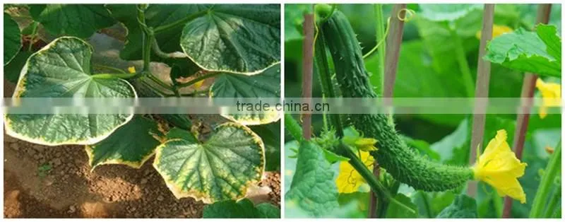 FAQ 3--How To Use Potassium Humate Fulvic Fertilizer To Solve The Problem Of Cucumber Wilt ?