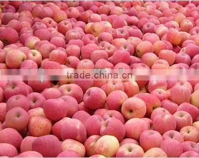 Huge Fuji apple