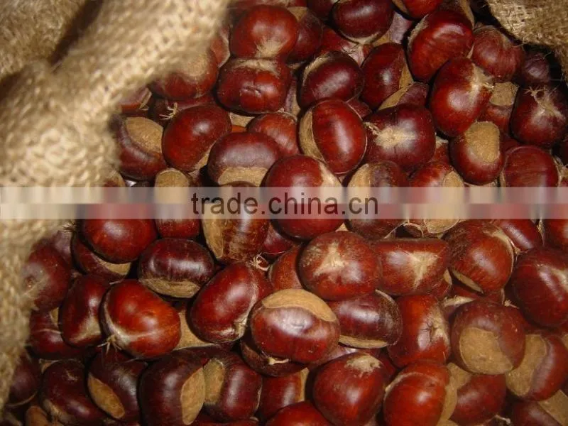 fresh chestnuts of 2016