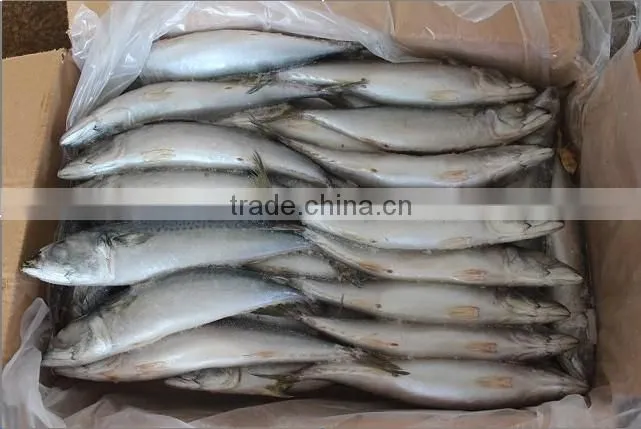 frozen indian mackerel fish price from China