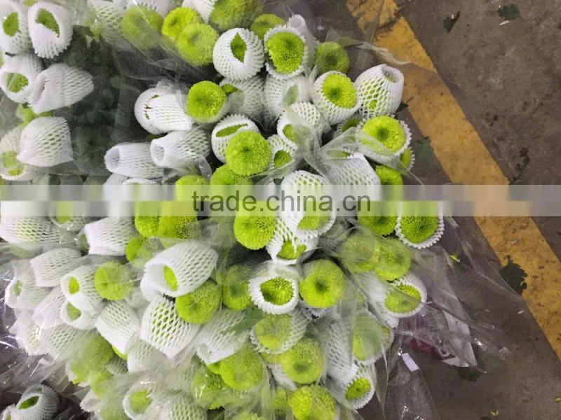 Fresh cut Chrysanthemums flower