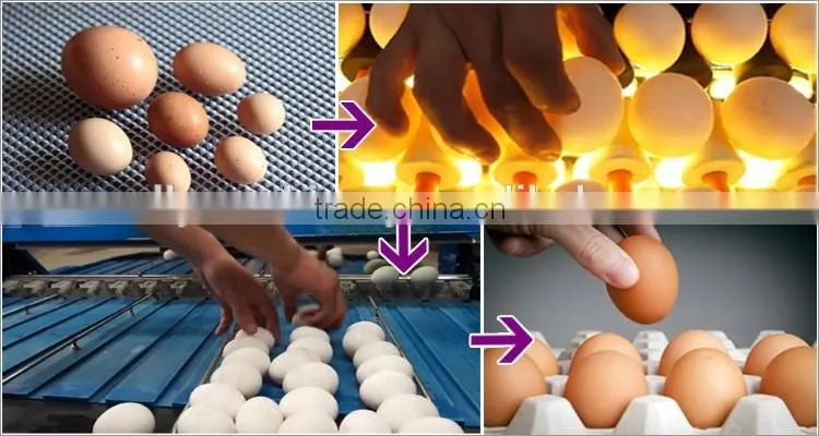 Factory supply egg grading machine 3500-4500pcs/h
