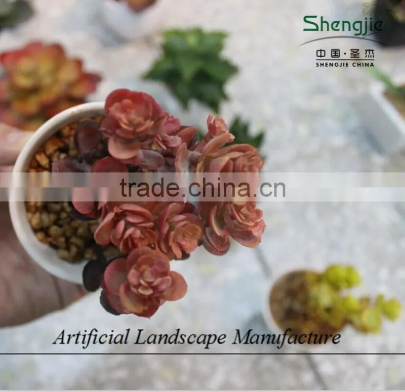 mini succulent plants potted plants for decoration