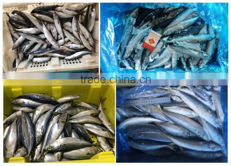 Frozen Pacific mackerel for bait