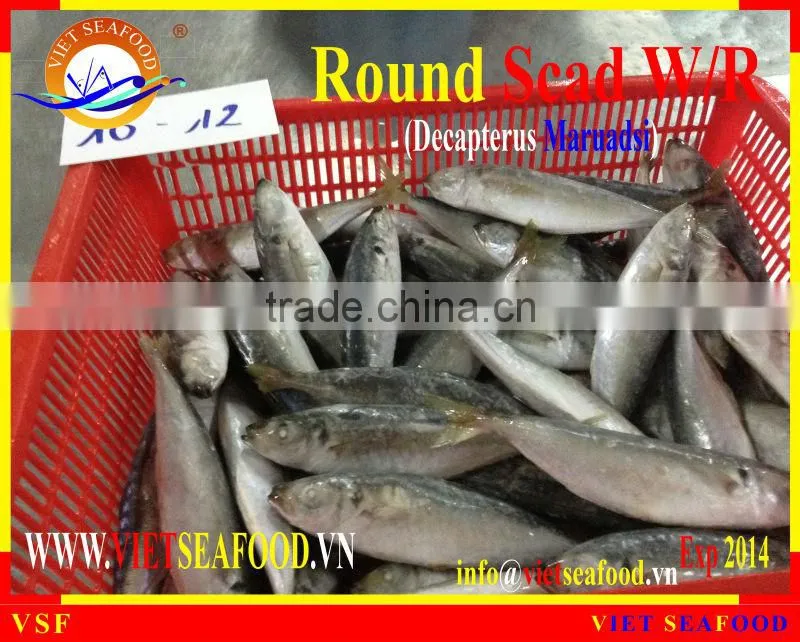 W/R FROZEN ROUND SCAD