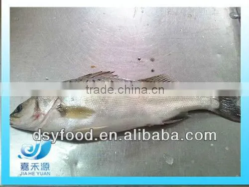 Frozen Seabass