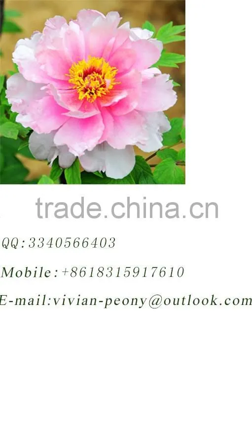 Chinese cuture unique gifts 100% handmade painting Yu Mian Tao Hua