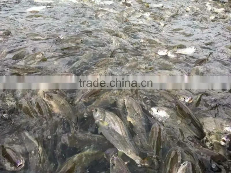 Frozen Seafood Frozen Yellow Croaker, Yellow Croaker Fish Price