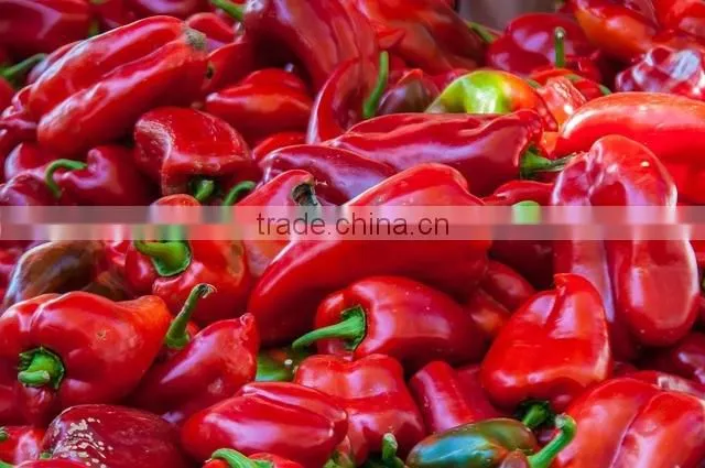 Paprika Oleoresin