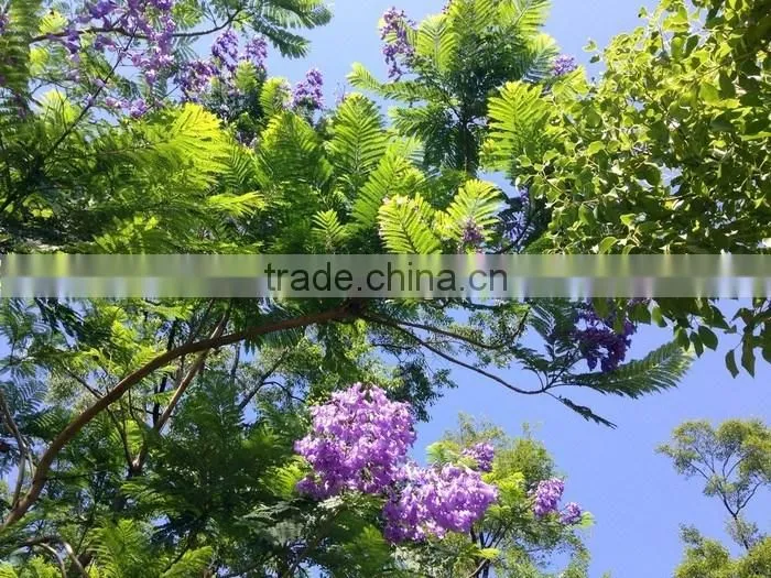 Jacaranda mimosifolia