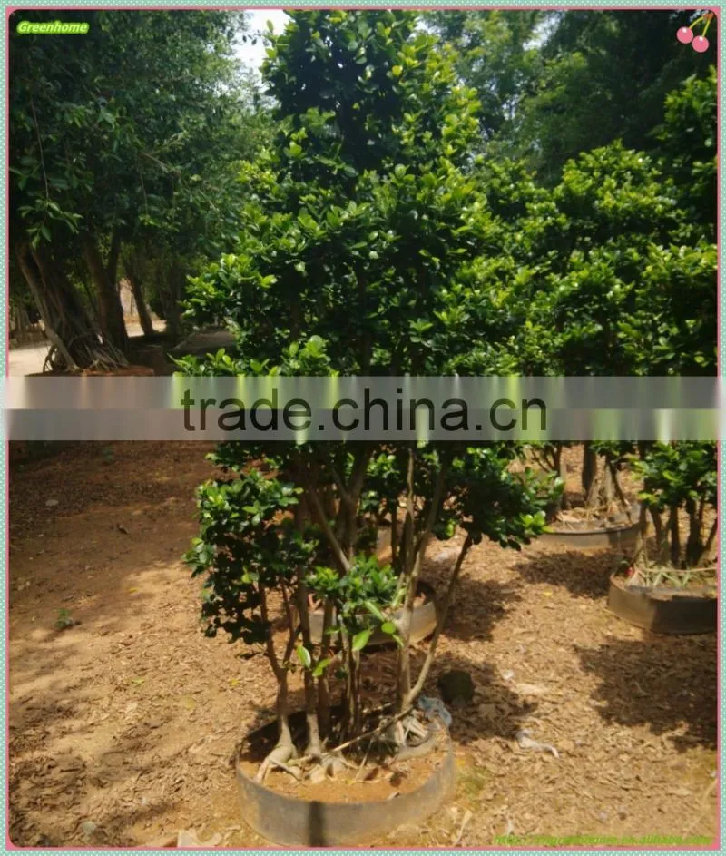 medium size shaped outdoor bonsai plants of Ficus Microcarpa 5 pcs trees Shaped Combination Ficus