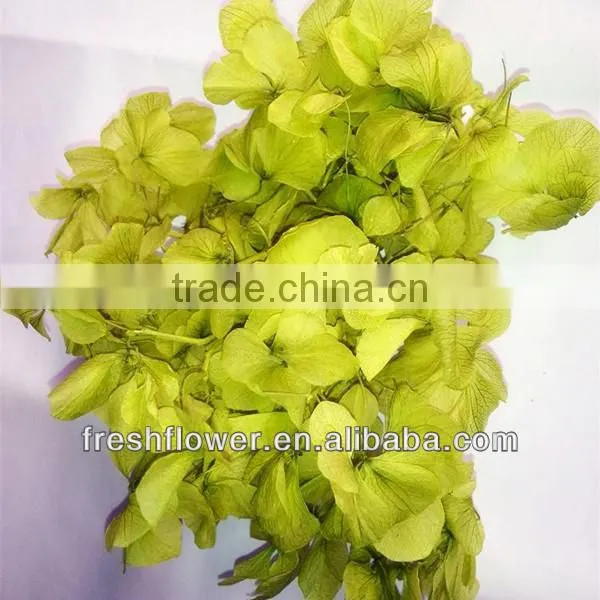 Kunming Beautiful Hydrangea hot selling in USA and Europea