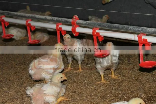chicken watering