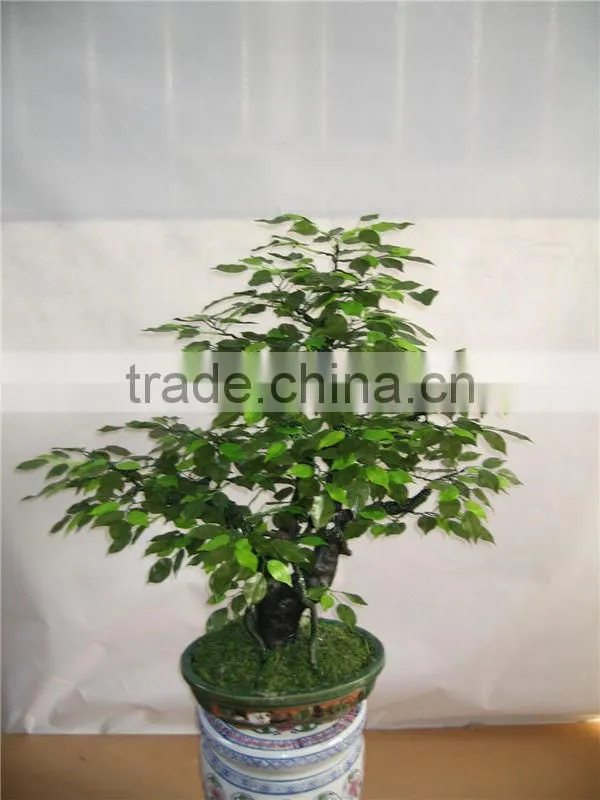1.6 m tall artificial green banyan poinsettia bonsai flower tree plant RP002