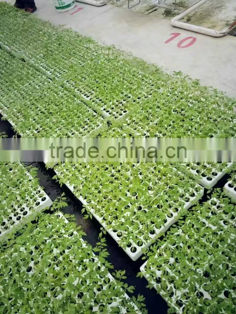 agricultural cultivation phenolic resin hydroponic foam