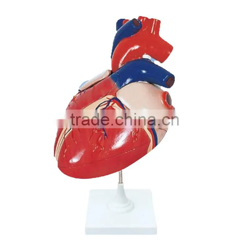 Anatomy High Quality 3 Times Life Size Jumbo Type Heart Model