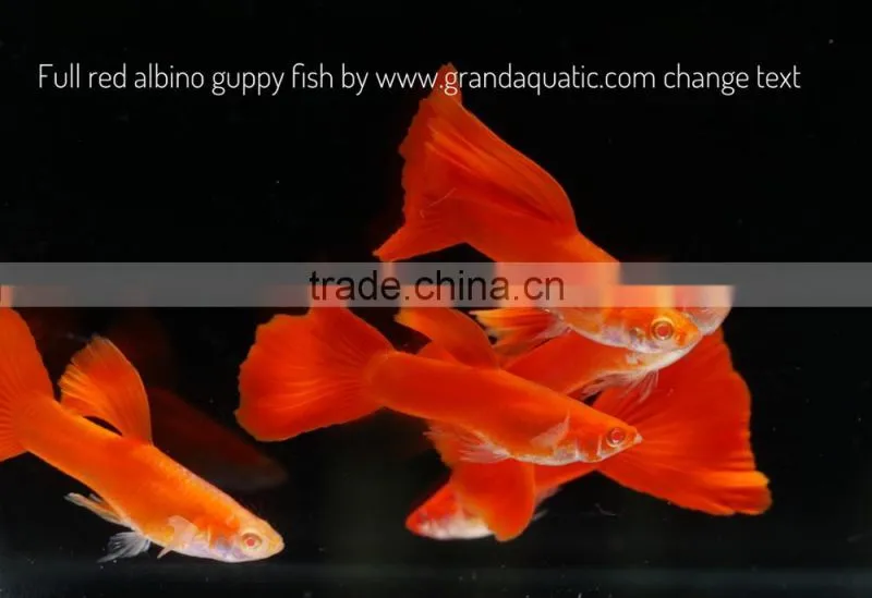 Full red albino guppy for Freshwater Aquarium fish export company from Thailand
