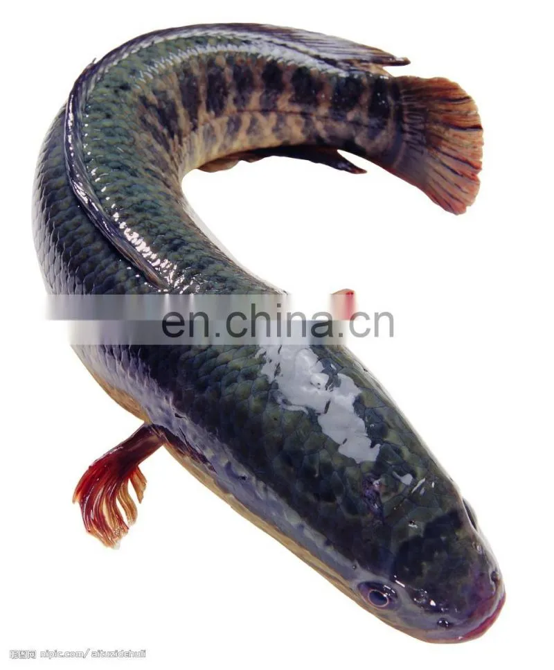Electric Automatic Fish Scale Peeler Machine/Fish Scales Peeling Machine