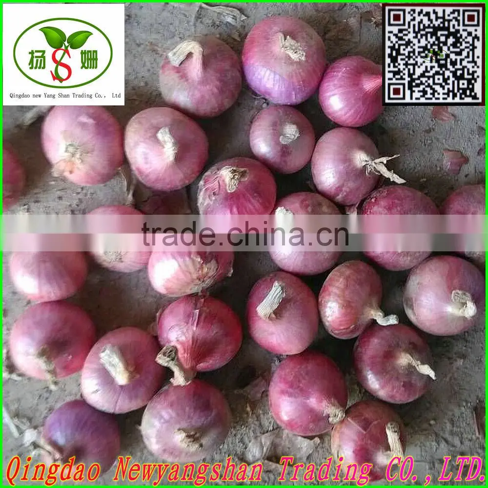 (CHINA) Fresh onion exported to Japan, Singapore, Europe and the United States
