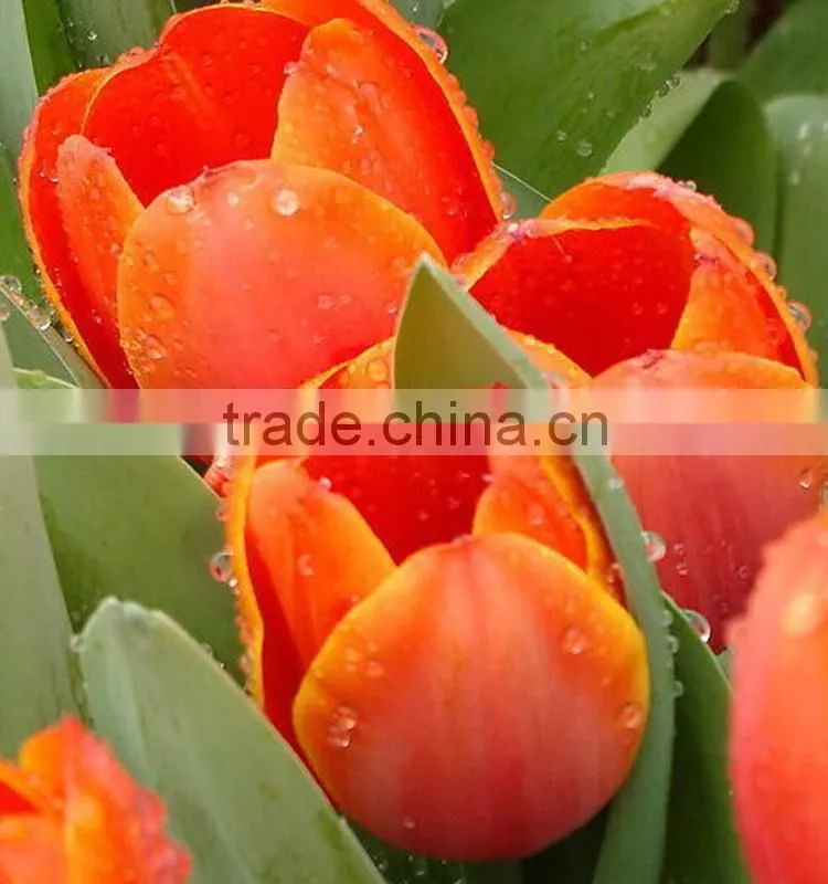 Fashion hot sale yellow tulip fresh cut flowers