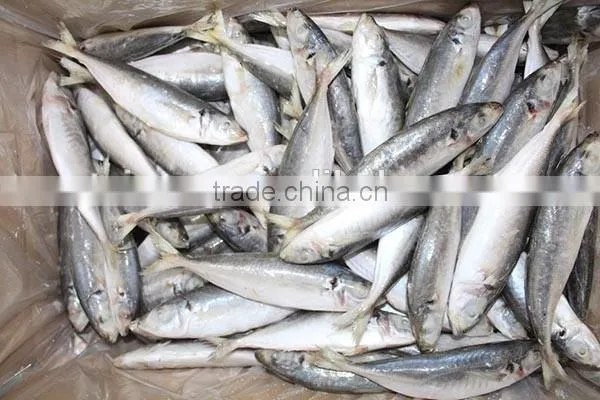 12-14pcs/kg Frozen Round Scad Whole Round