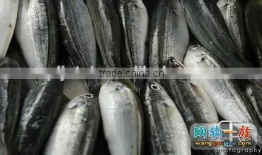canned sardines in tomato sauce