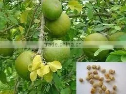 Indian Bael fruits tree seeds Aegle marmelos Rajasthan Asia