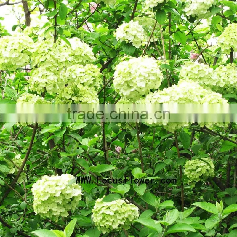 High quality valentine festive dubai fresh flower importers names of flowers used for decoration artificial hydrangea