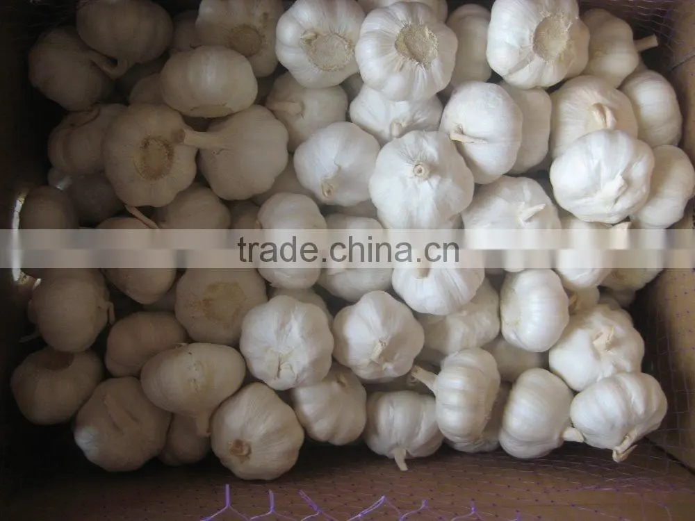 Wholesale China Garlic Natural Fresh Garlic