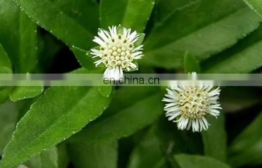 Whole herb Eclipta alba Extract, ratio extract 4:1, 10:1