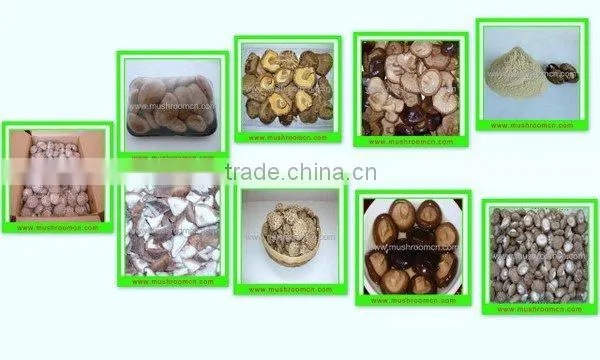 Canned Shiitake in brine