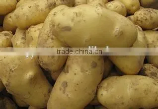 New crop sweet potato with competitive export price