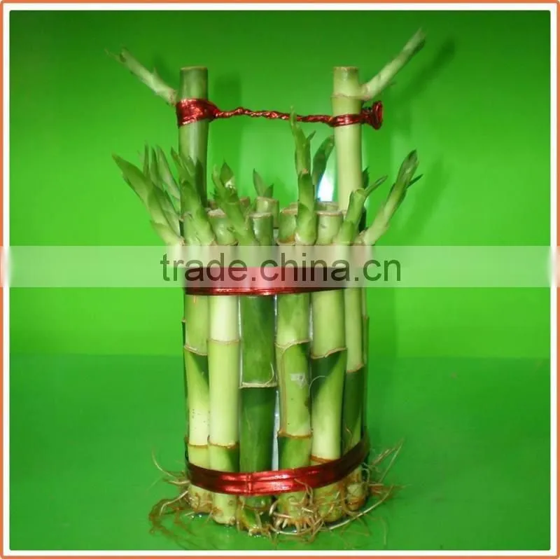 bucket shape lucky bamboo bonsai dracaena sanderiana indoor ornamental aquatic feng shui plants nursery garden decoration