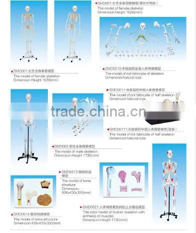 85cm Human skeleton model with spinal nerves