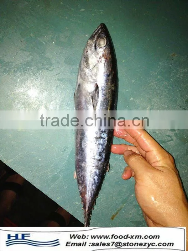 Fresh Bonito Frozen whole Bonito