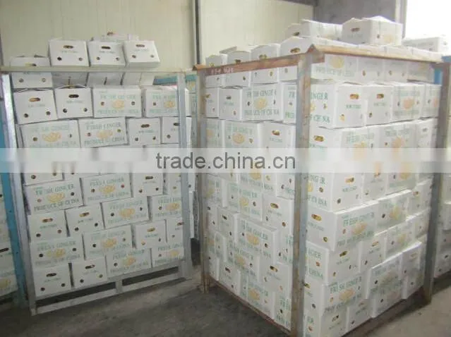2015 new crop fresh ginger, air dry fresh ginger, chinese fresh ginger price